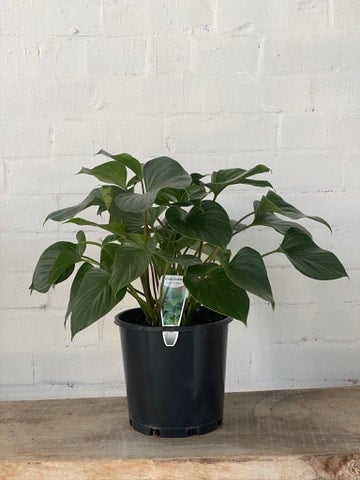 Homalomena - Assorted Varieties | The Borrowed Nursery