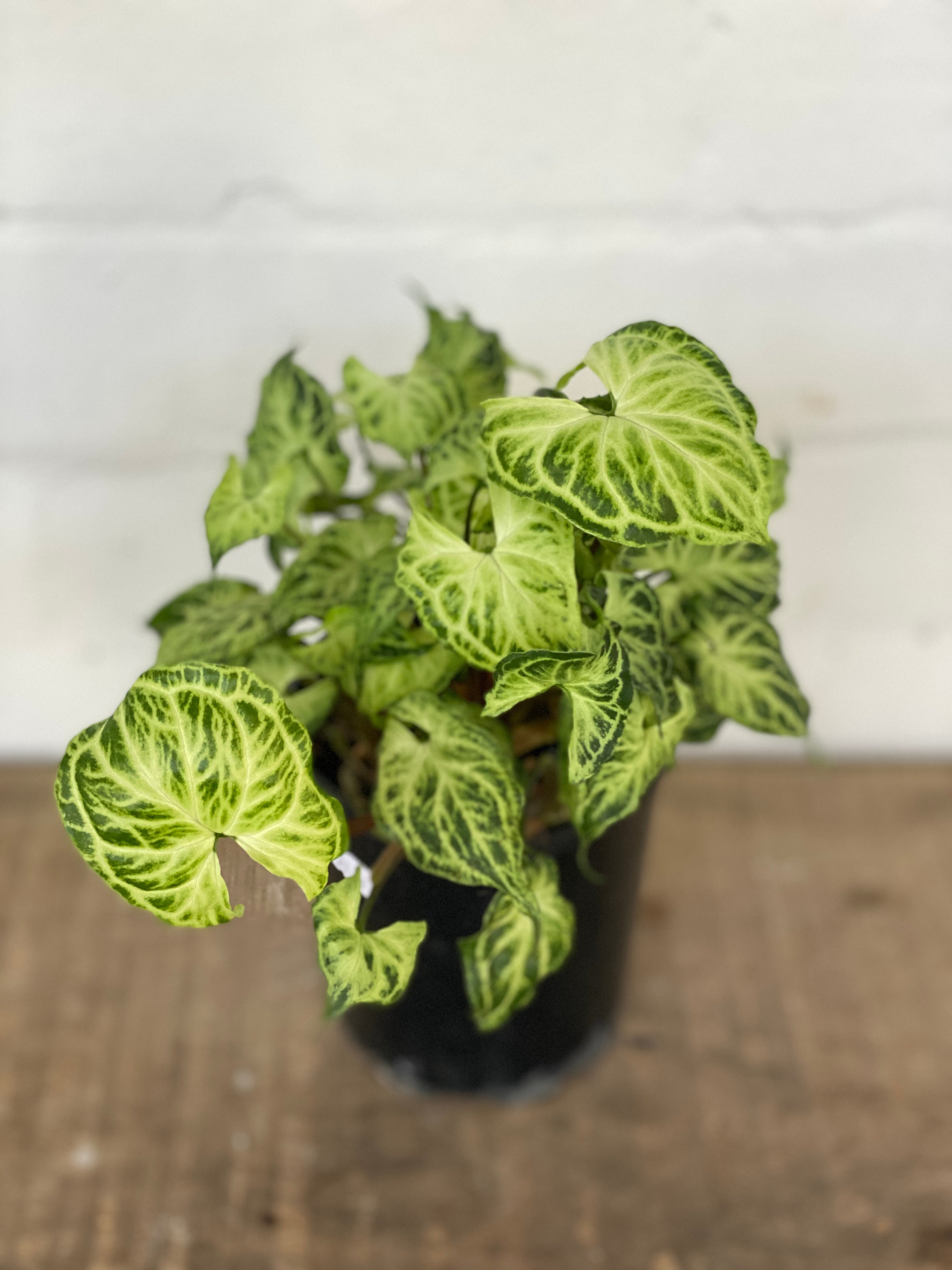 syngonium-the-borrowed-nursery