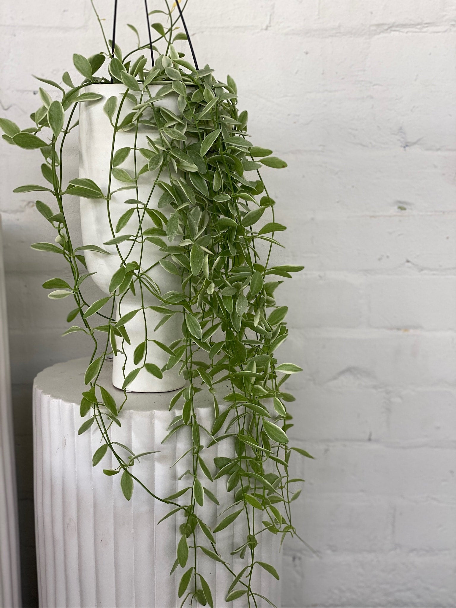 Dischidia | The Borrowed Nursery
