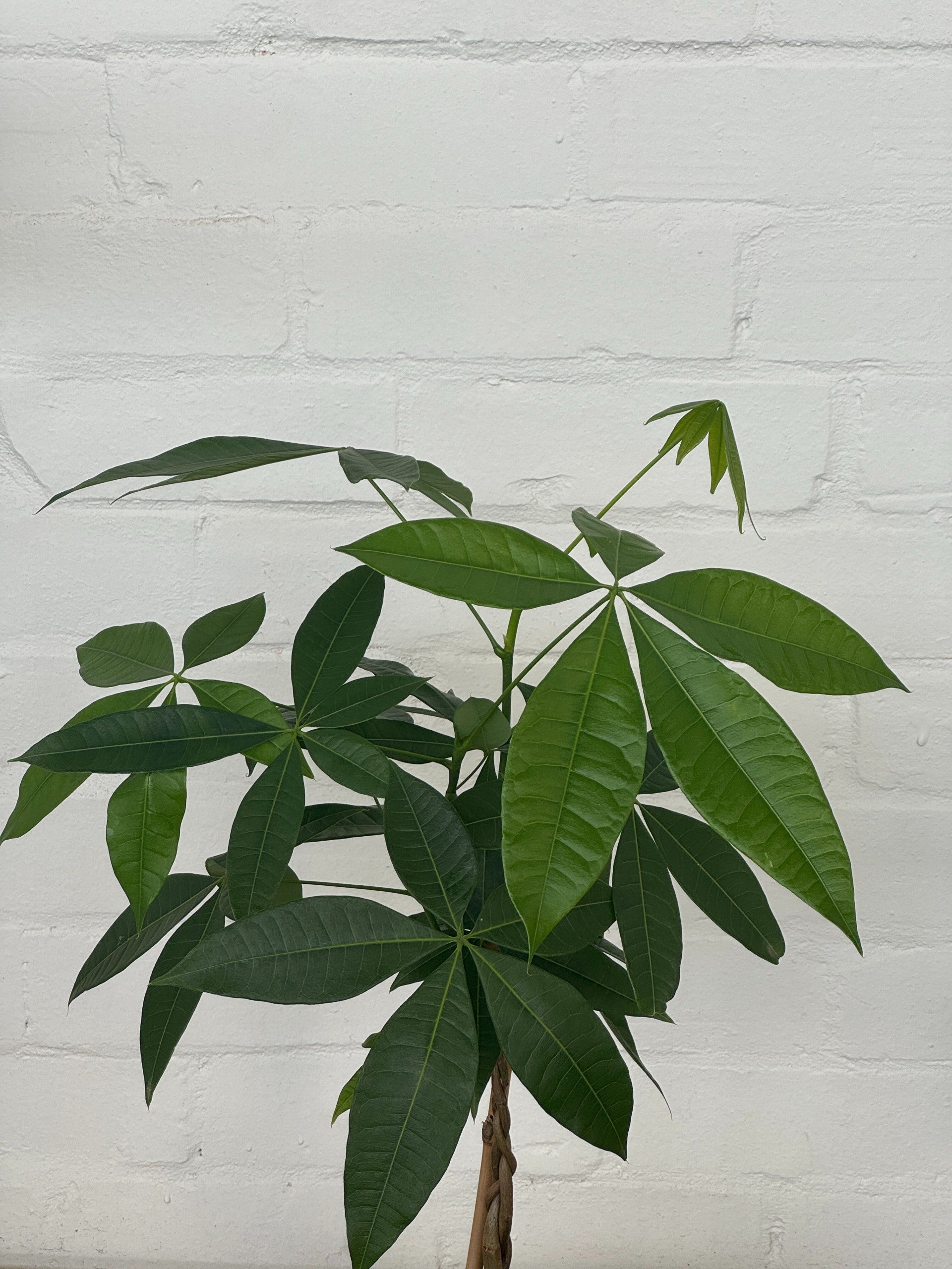 Pachira aquatica/ Money Tree | The Borrowed Nursery