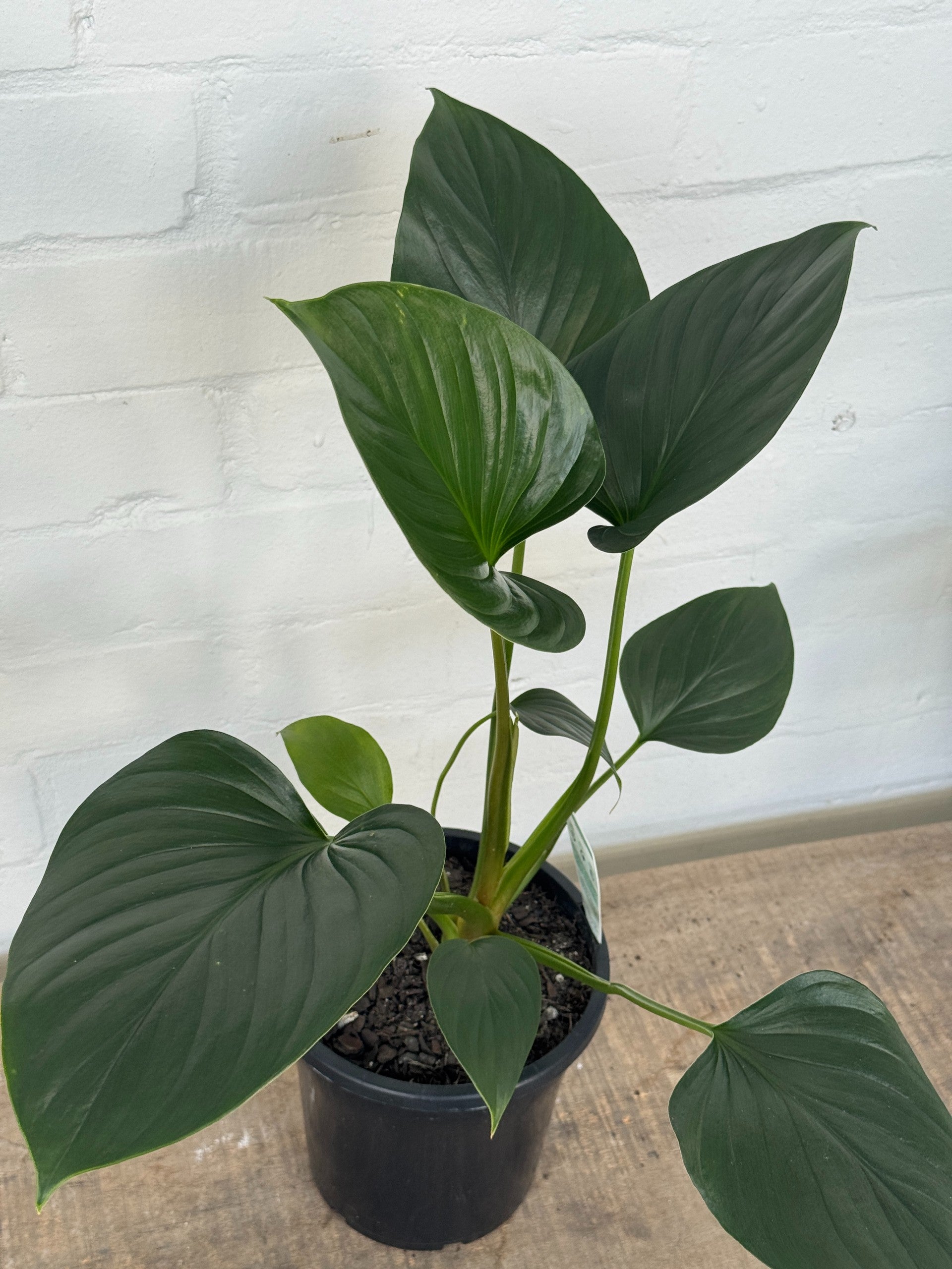 Homalomena Rec115-01 K0320-f2 【KZT】 Homalomena ホマロメナ – 熱帯植物.com - 原種Homalomenaの交配記録