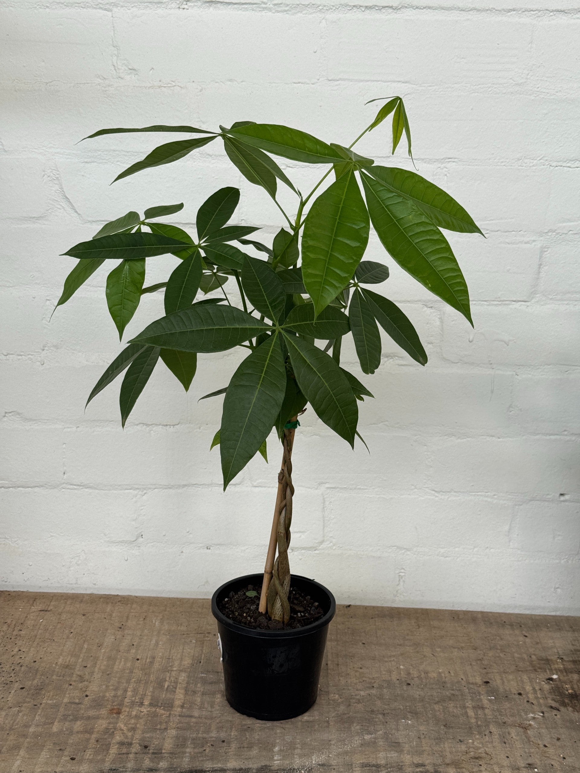 Pachira aquatica/ Money Tree | The Borrowed Nursery