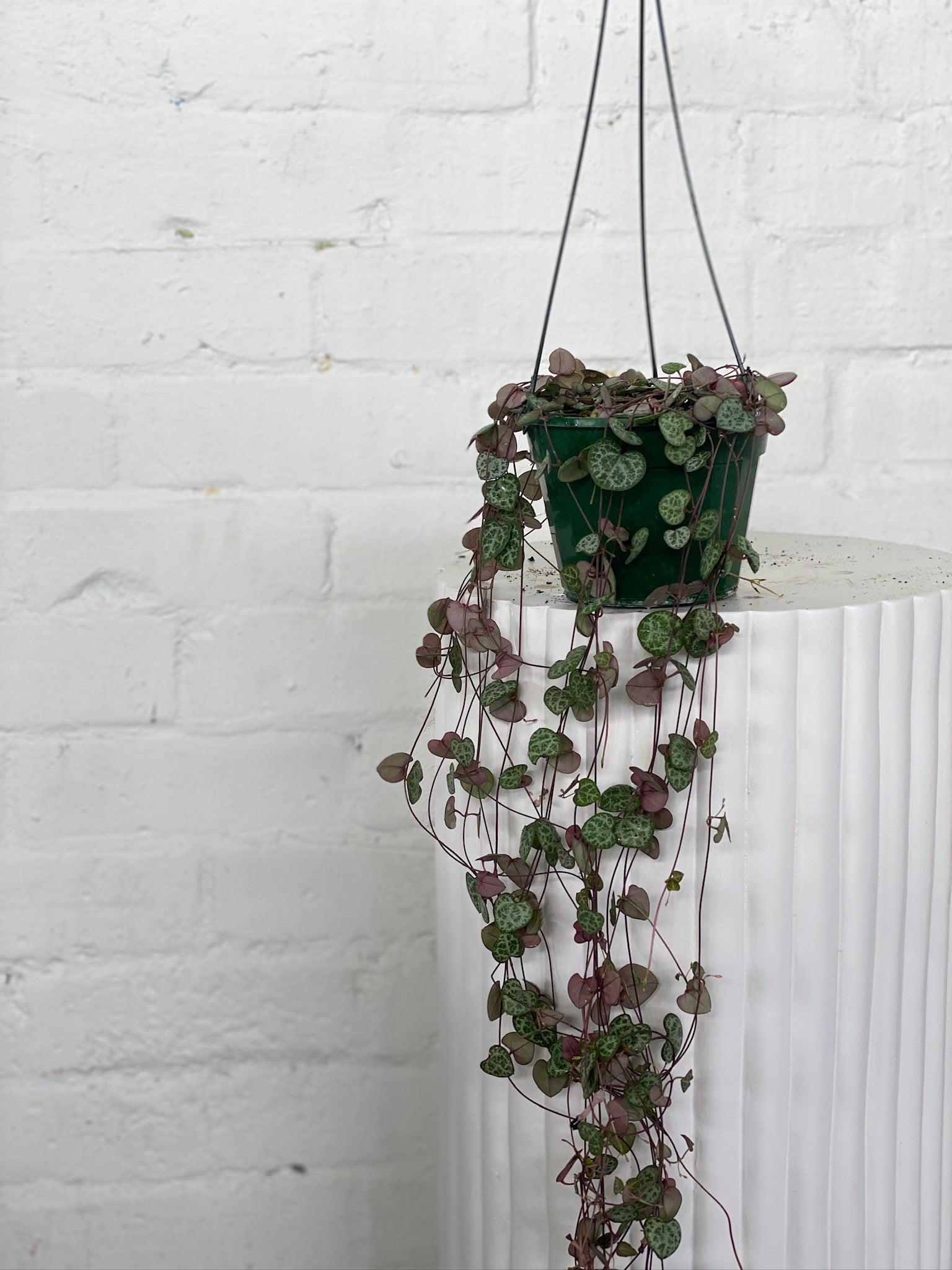 plant stand indoor nearby Iron X-Tall Plant Stand