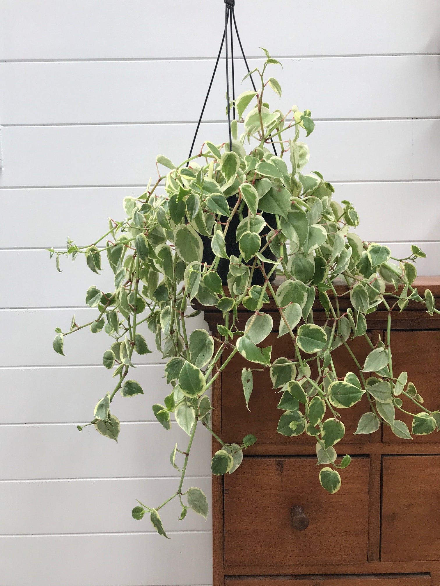 Peperomia Scandens Variegated