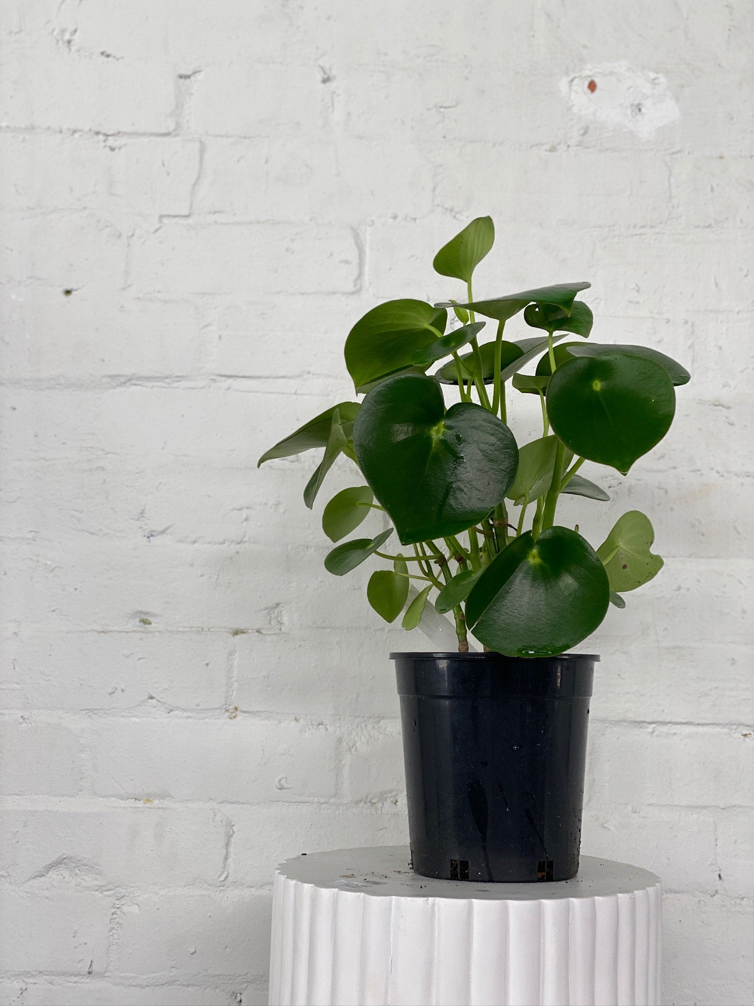 coin-leaf-peperomia-the-borrowed-nursery