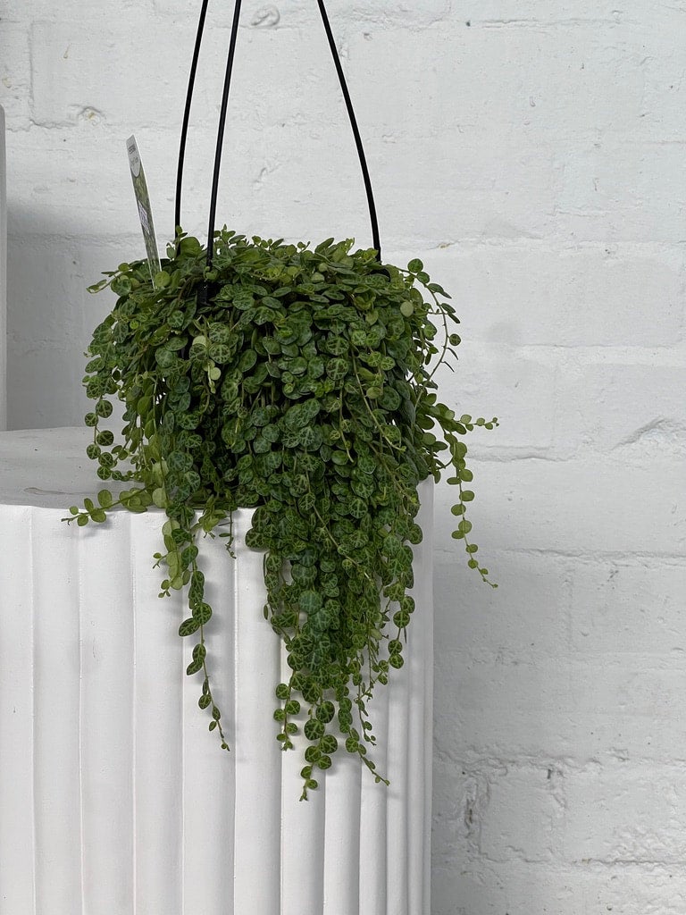 Pruned String of Turtles