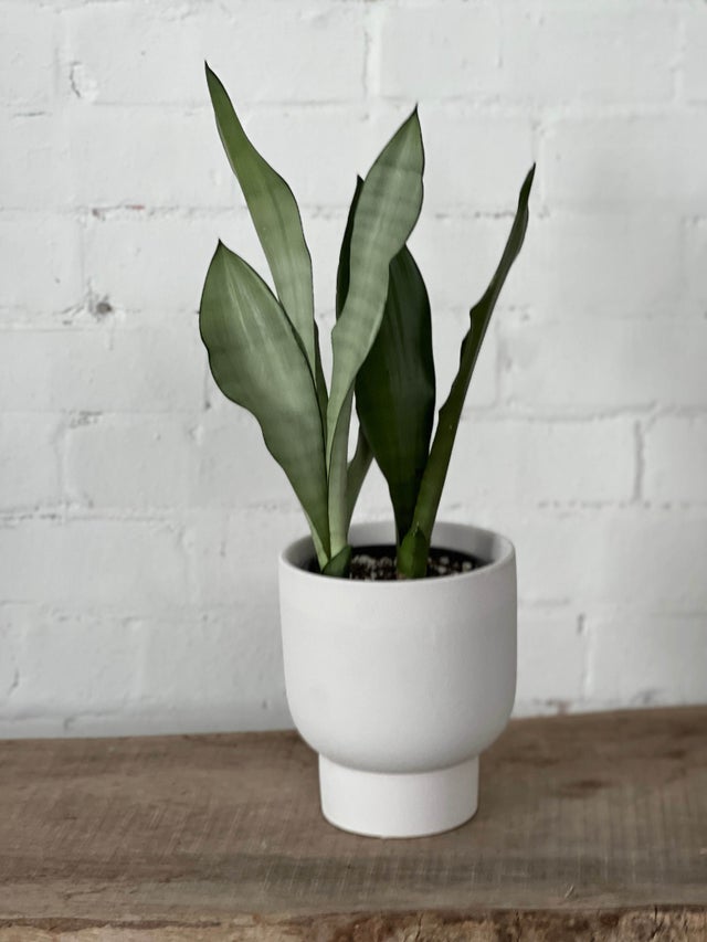 Indoor Pots | The Borrowed Nursery