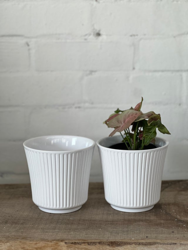 Indoor Pots | The Borrowed Nursery