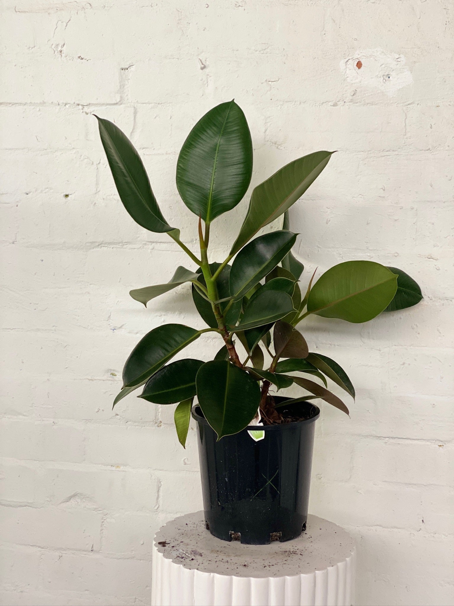 Rubber Tree | The Borrowed Nursery