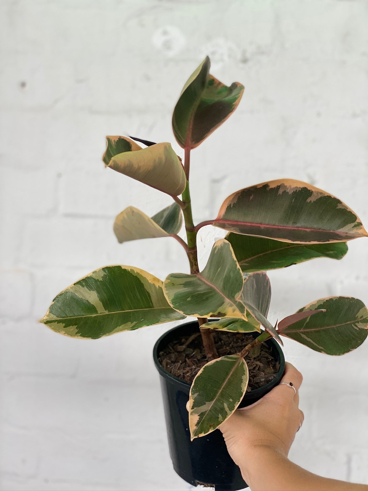 Rubber Tree | The Borrowed Nursery