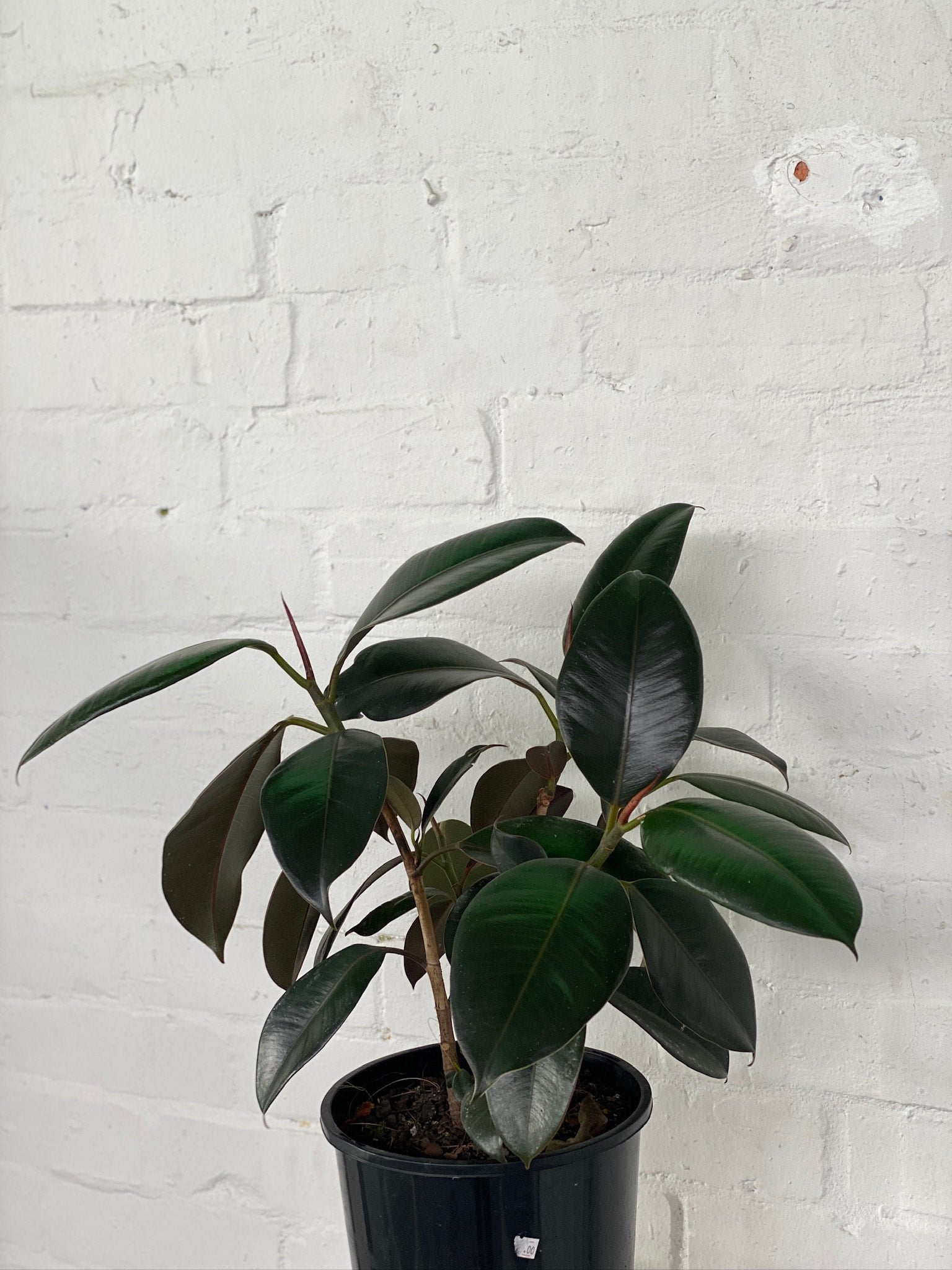 Rubber Tree | The Borrowed Nursery