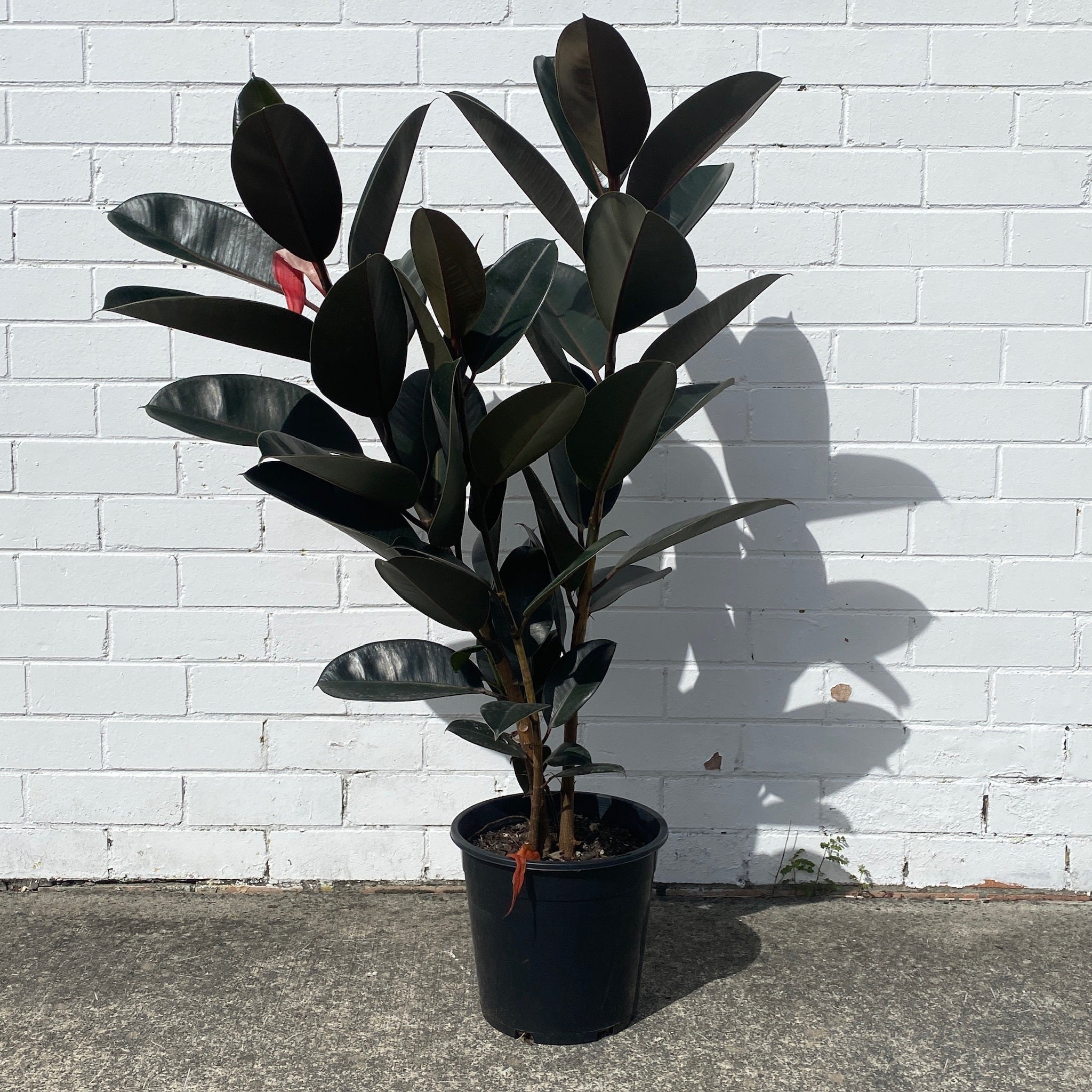 Rubber Tree | The Borrowed Nursery