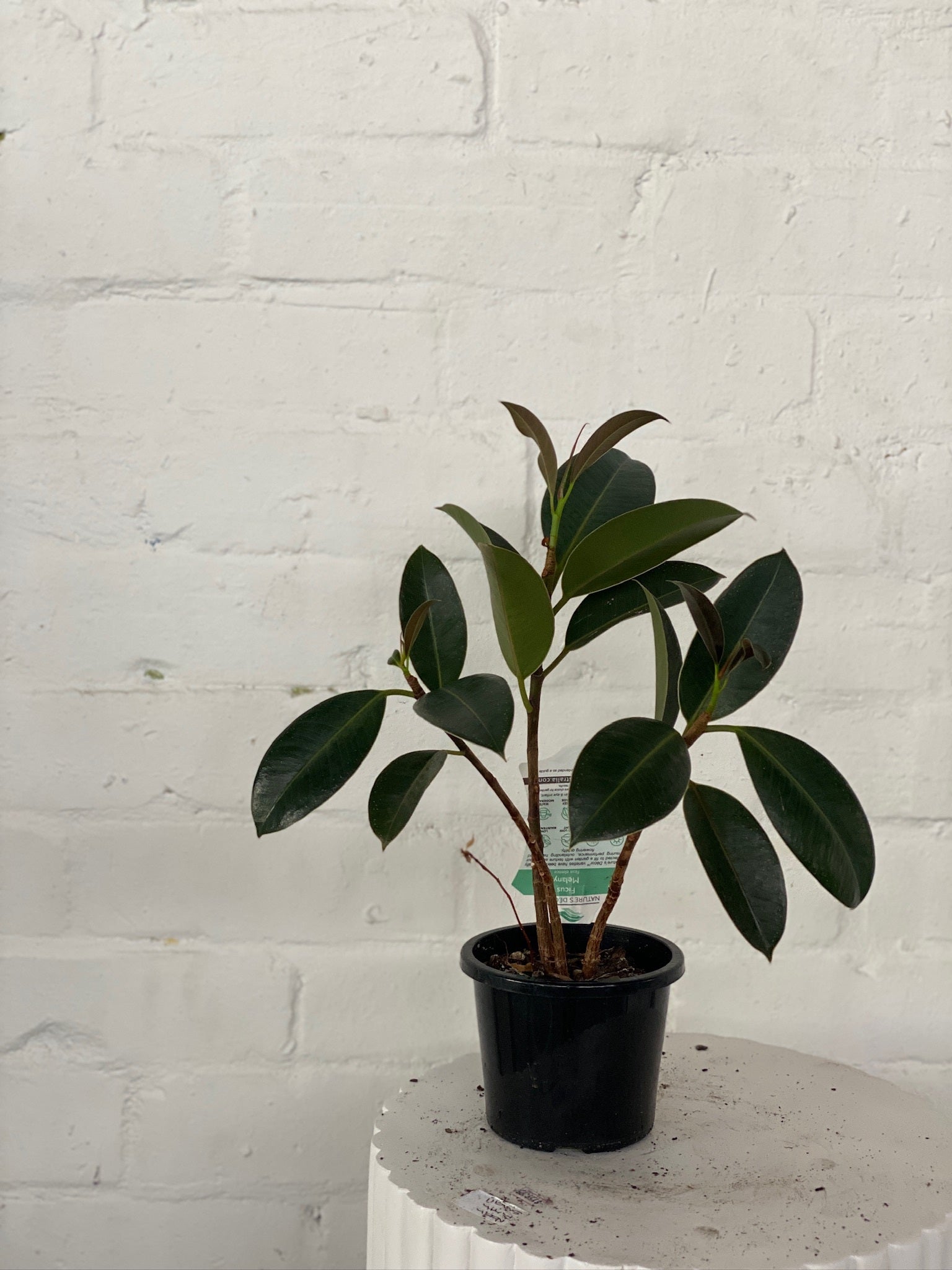 Rubber Tree | The Borrowed Nursery